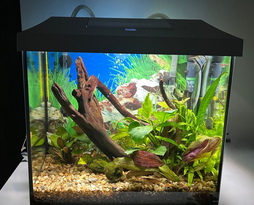 Akwarium 40x25x35cm 35L z wyposażeniem
