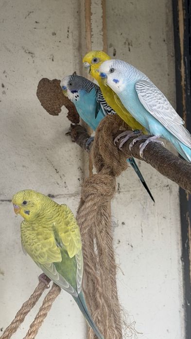 Piriquitos joven e alguns Casais reprodutores