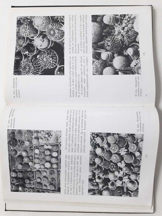 Цветущий кактус. На венгерском языке.