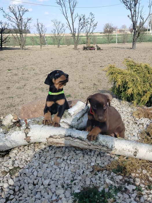 Doberman suczka .