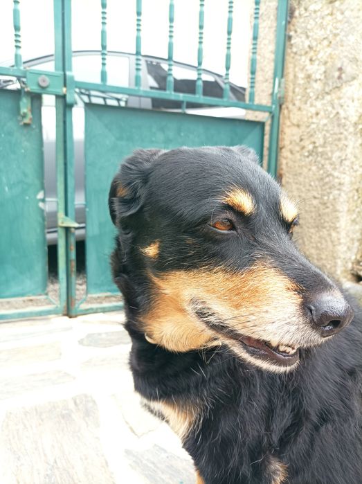 Pet sitting e dog walking no distrito do Porto