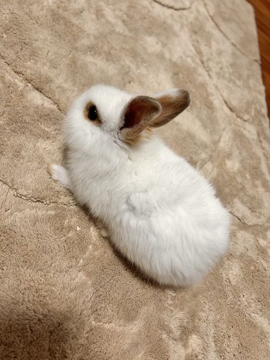 Coelho anao macho 4 meses