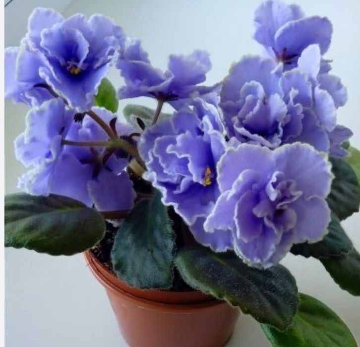 Фиалки молодые кустики