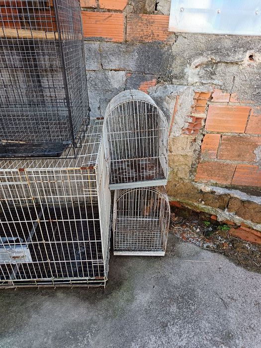 Gaiolas adaptadas para aves de bico curvo