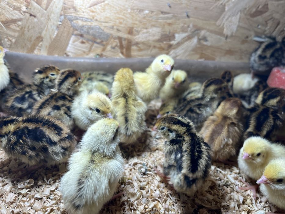 Przepiórki  pisklaki