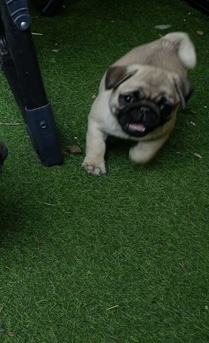 Mops szczenie  z rodowodem