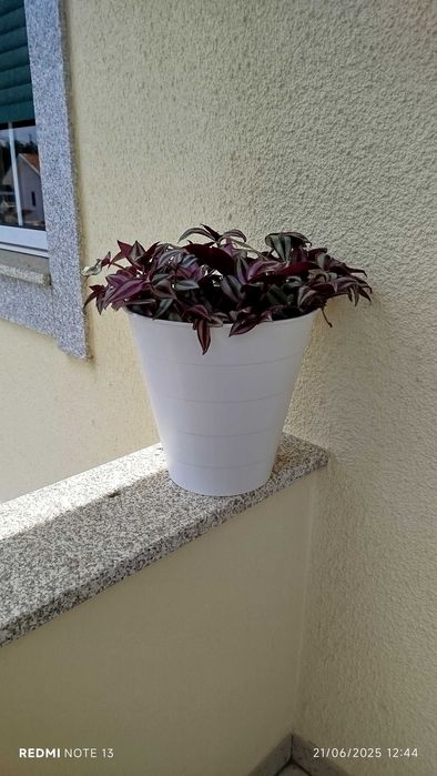 Vaso com trandescantia Zenebris