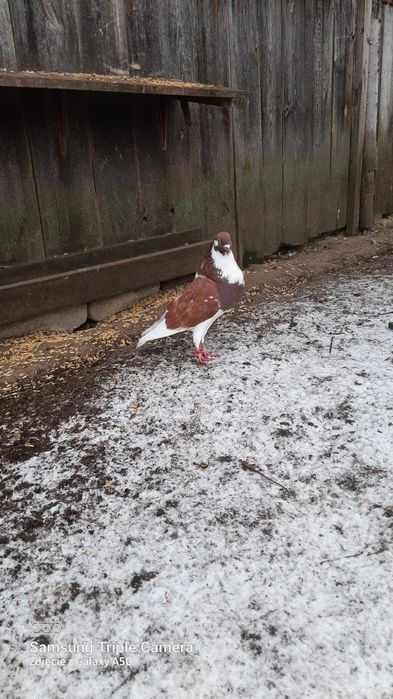 Garlacze Norwich i Pomorski