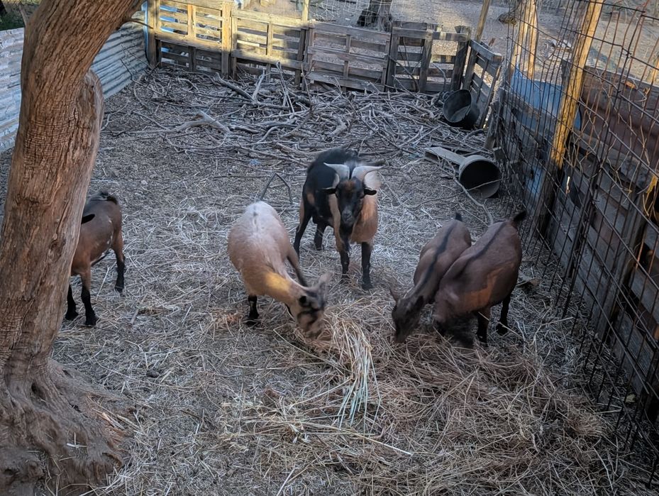 Cabras anas várias idades