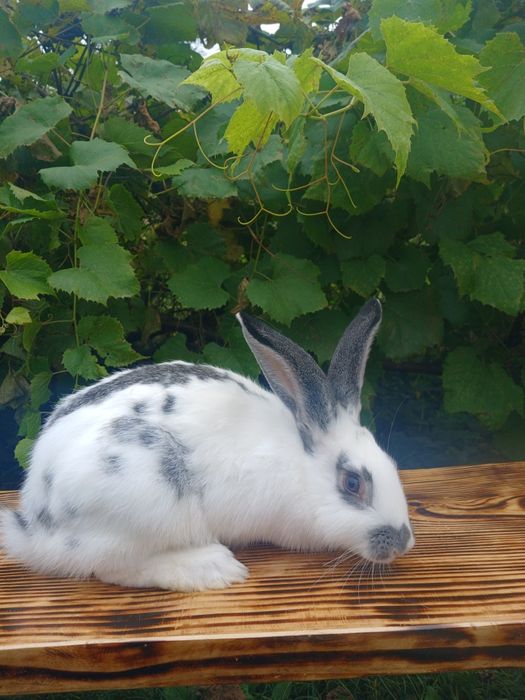 Продам кроликів є  різні породи