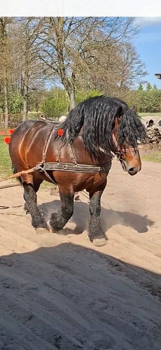 Sprzedam ogiera zimnokrwistego BOROWIK