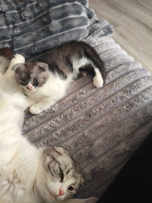 Висловухе кошеня, котик