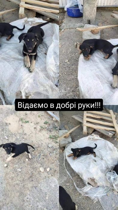 Віддаємо песиків в добрі руки