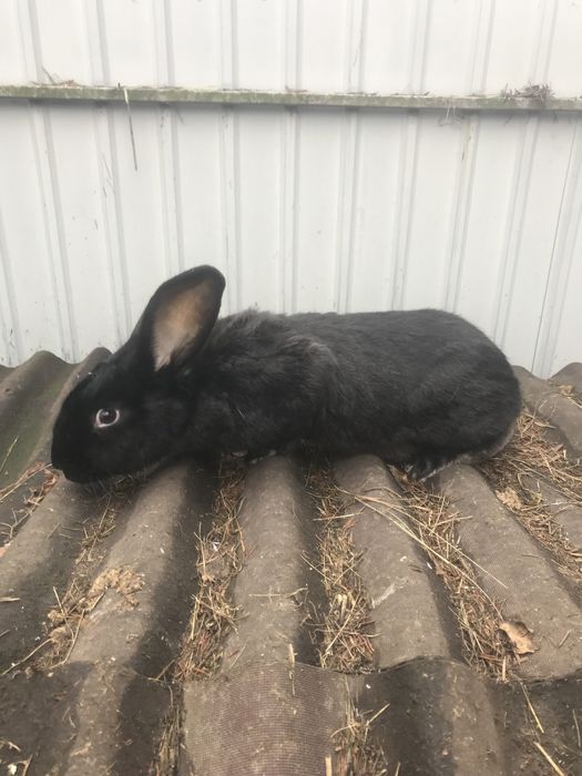 Продам кроликів.