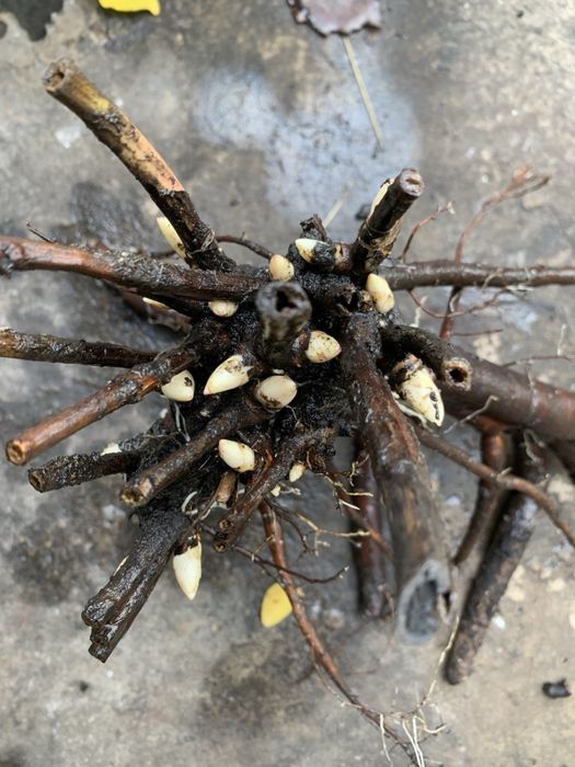 Продаю корені півонії