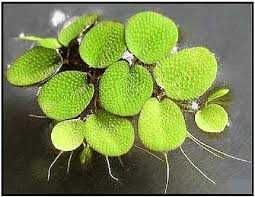 Salvinia Auriculata – Planta aquática