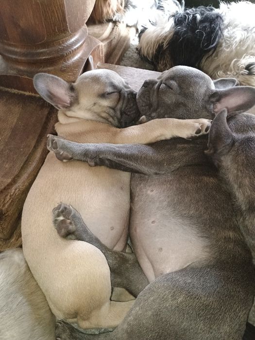 Buldog francuski dziewczynka