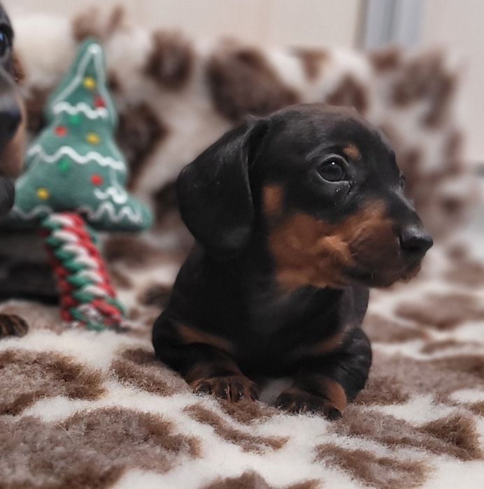 Jamnik Krótkowłosy Miniaturowy Śliczny Maluszek