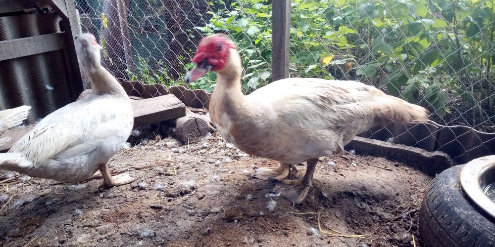 Продам кроликов на развод и мясо Индоутки селезни и уточки цвет Лаванд