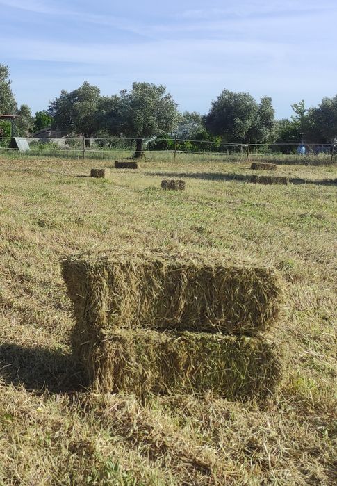 Fardos de palha nascediço 2025