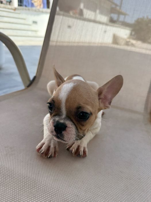 Bulldog francês menina