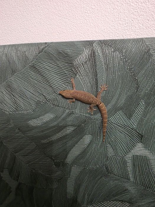 Gekony płaczące młodziaki