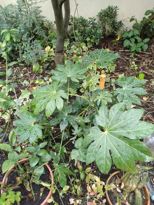 Planta aralia japonesa