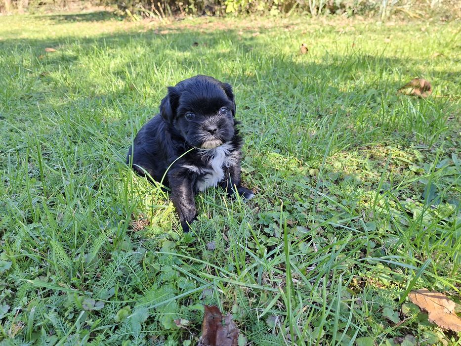 Shih-tzu piesek czarny