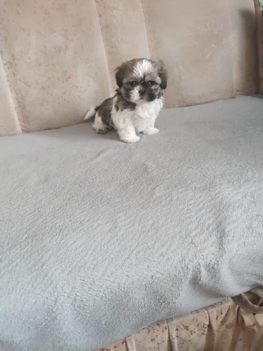 Śliczna sunia shih tzu