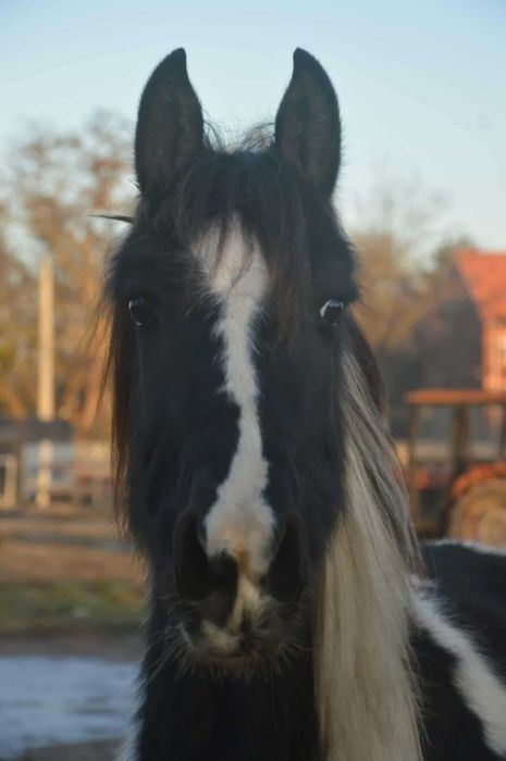 klaczka roczna sp i fryz