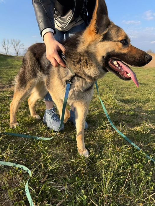 młoda suczka do adopcji