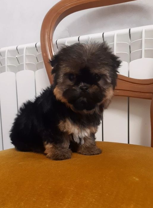 Симпатична баришня йоркширський тер'єр. Йорк