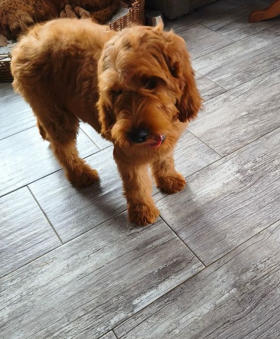 Irishdoodle f1 Doodle goldendoodle seter