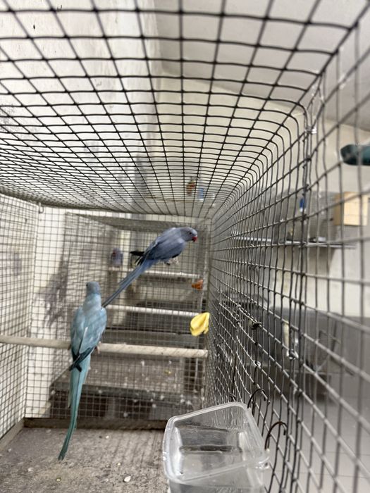 Ring necks adultos e novos