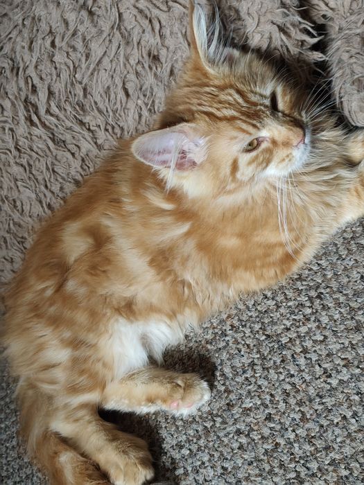 Dziewczynka Maine Coon