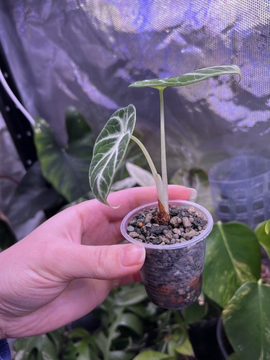 Хойя санрайз, грациліс, алоказія ніндзя, Епіфілум  ангулігер