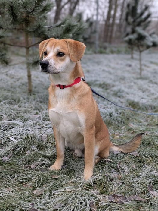 Kris, 10-miesięczny biszkopcik