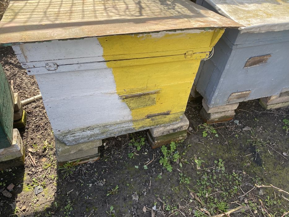 Продам 6 вуликів українка