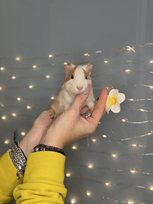 Морська свинка , guinea pig та апартамегти для них