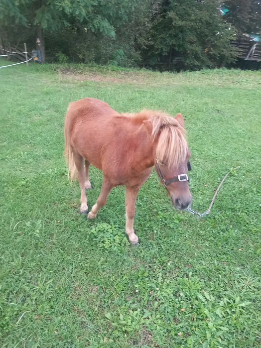 Поні 2 роки кобилка