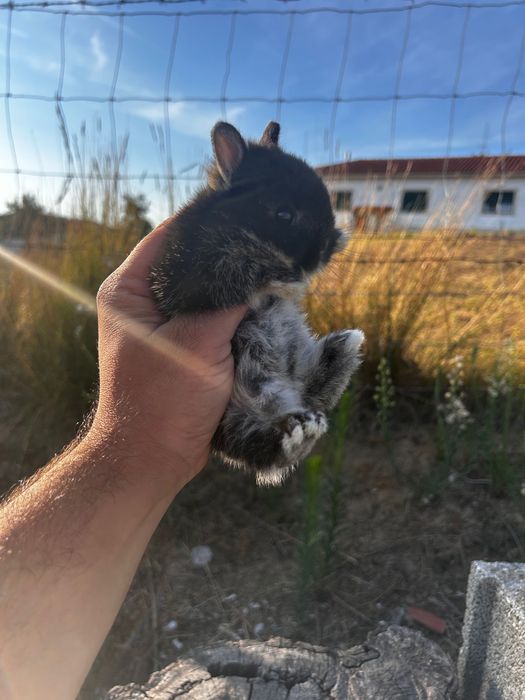 Coelho Anão Netherland Dwarf