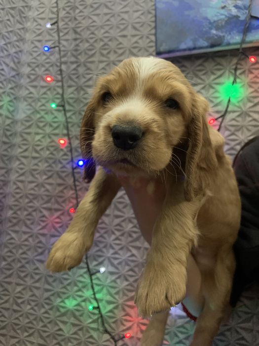 Цуценята кокери спаніелі