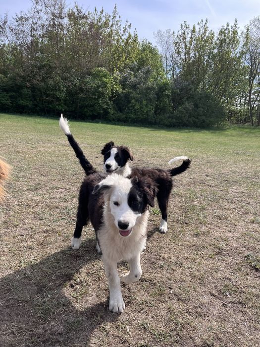 Border Collie Sami
