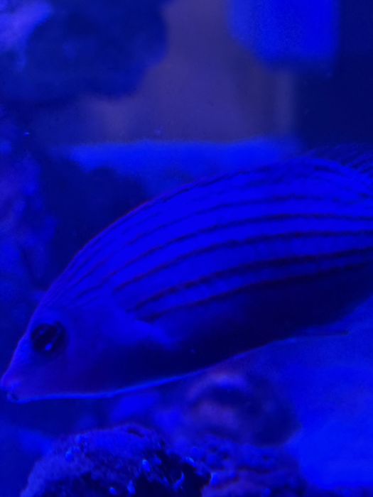 Troco ou vendo peixe de água salgada six line wrasse