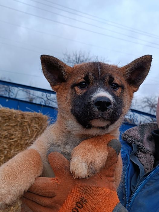 Американська акіта