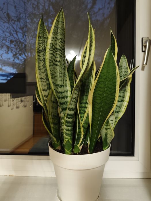 Sansewieria  duża