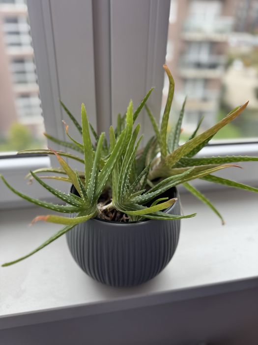 Aloes Aloe Vera - sprzedaż lub zamiana na innego kwiatka