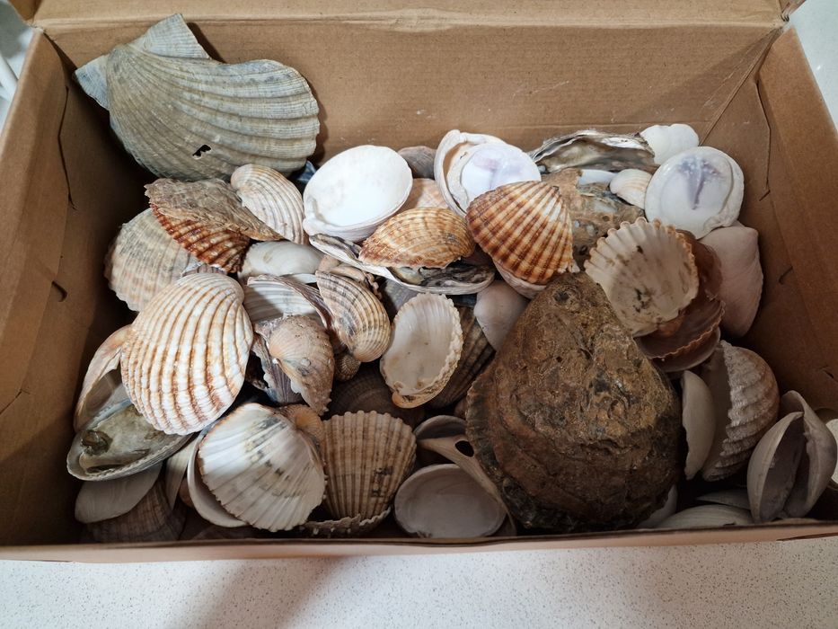 Conchas para artesanato