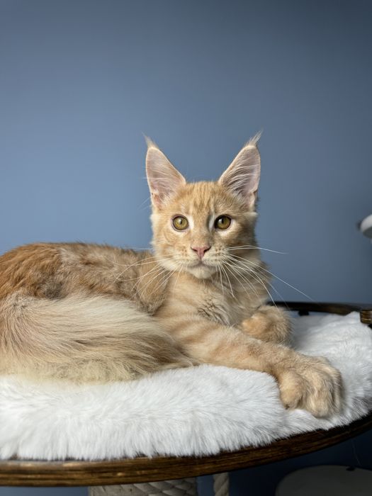 Ласковый лев мальчик мейн кун 3.5 месяца