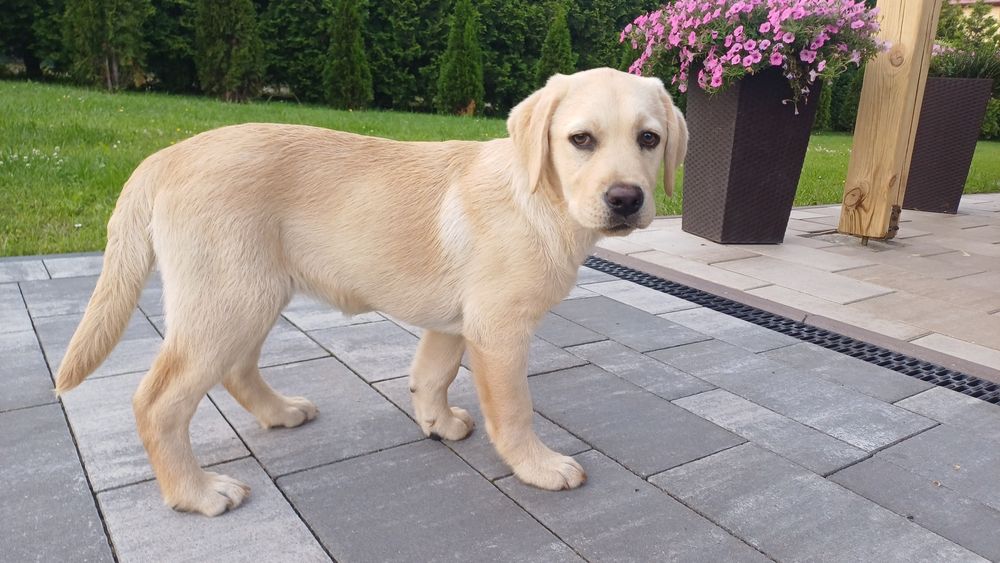 Labrador śliczna sunia gotowa do zmiany domu